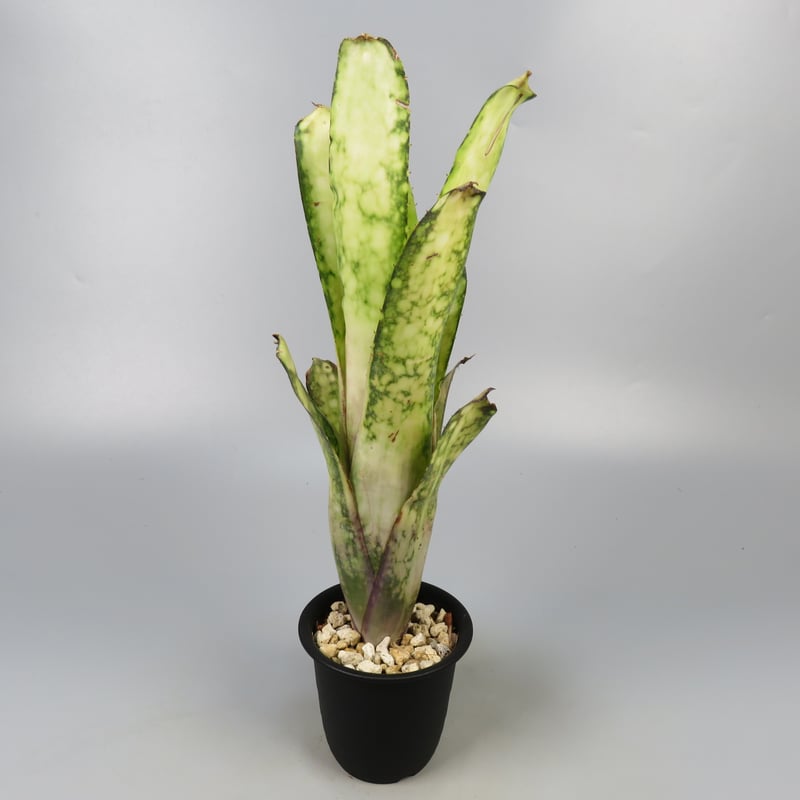 BillBorgia 'Alaka′i' ビルベルギア アラカイ Lisa Billbergia