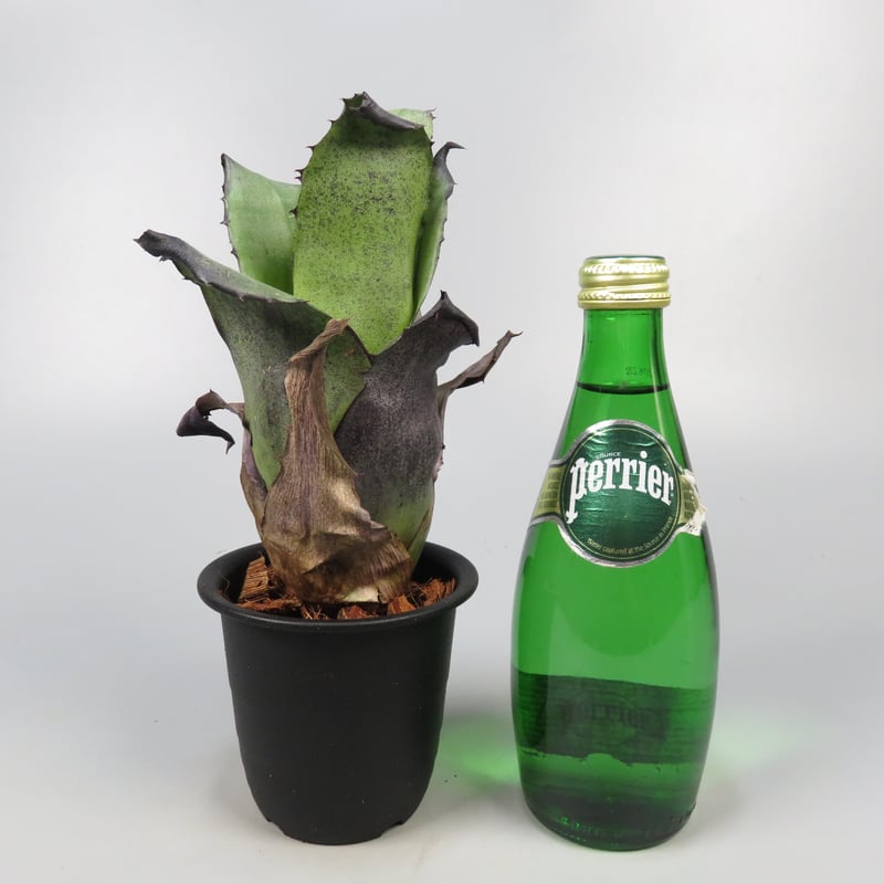 Hohenbergia leopoldo-horstii Black form | Panus