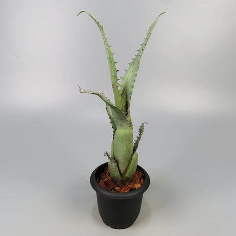 CATEGORY Aechmea | Panus