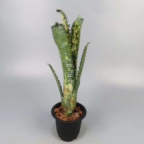 Billbergia 'Vicky Chirnside' ビルベルギア Billbergia 'Vicky Chirnside' ビルベルギア Billbergia 'Vicky