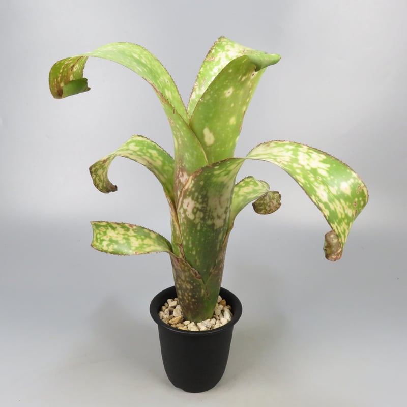 Billbergia Solsa ② 子株付き Billbergia Solsa ① Billbergia Solsa ② 子株付き 2025年最新】Yahoo
