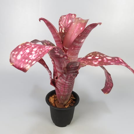 ビルベルギア | STORES