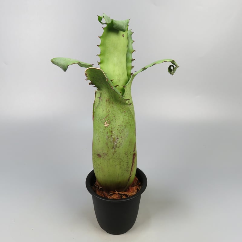 ブロメリア・エアープランツ Hohenbergia Magnispina Hohenbergia magnispina ホヘンベルギア マグニスピナ タンク