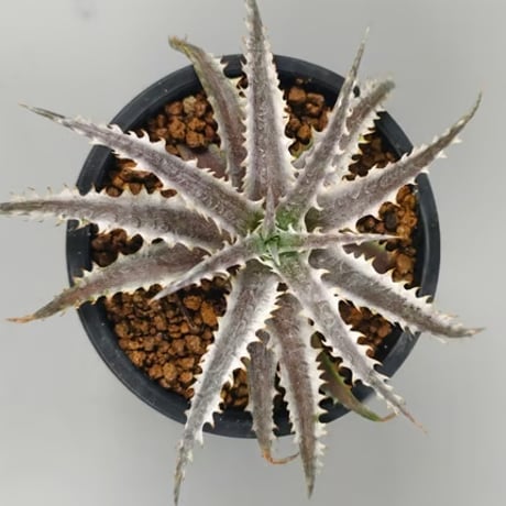 dyckia | STORES