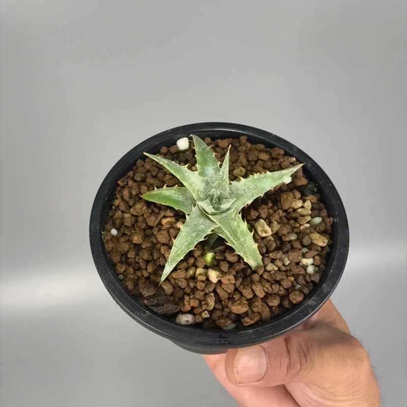 xDychorium Dyckia braunii x Encholirium agavoid