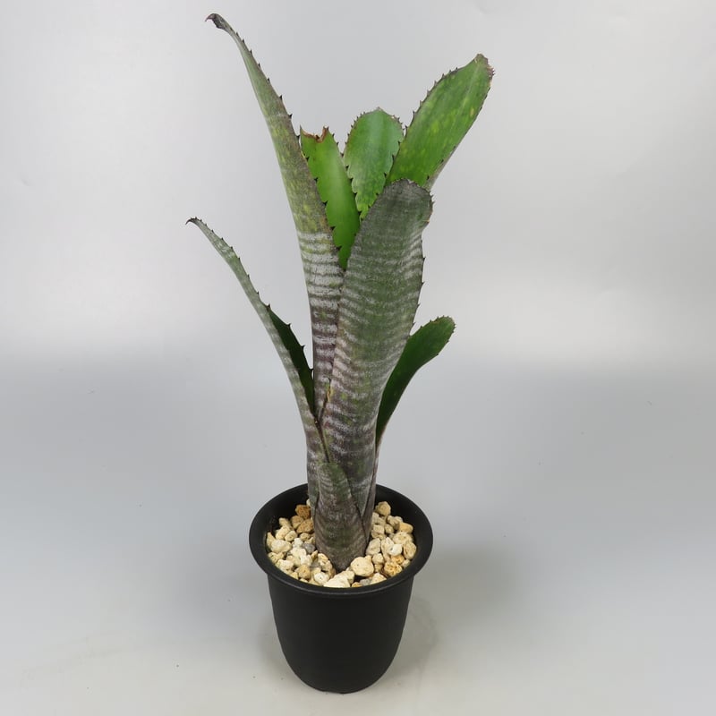 Billbergia 'Smokestack' Lisa Vinzant Hybrid | P