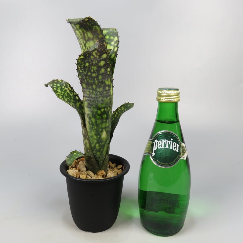 Billbergia 'Hana Hou' Lisa Vinzant Hybrid | Panus