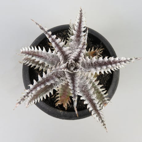 ディッキア ソミスライツ Dyckia Somis Lights F00452_Dyckia 'Ocean Starlight'：ディッキア・オーシャン