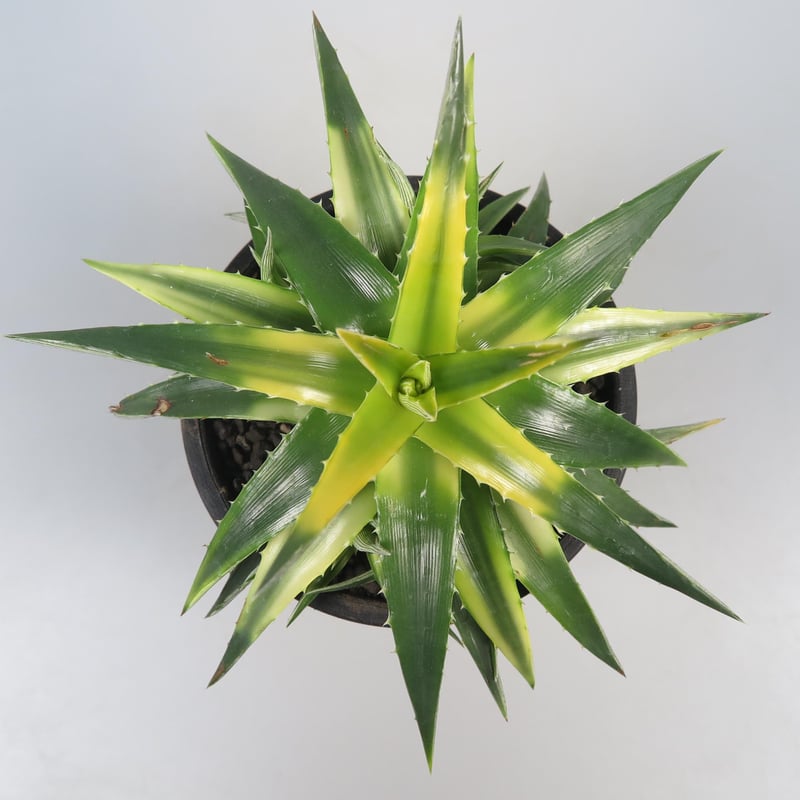 ディッキア Dyckia Code NW-45 Bill Baker 【公式通販】