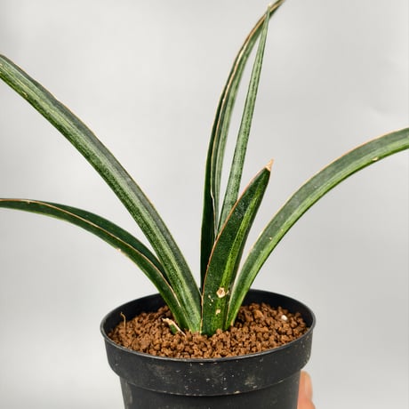 タンクブロメリア | STORES