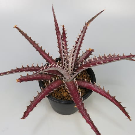 Dyckia 'Lucifer' ディッキア ルシファー Otto ディッキア：Dyckia dawsonii Hybrid 'Purple Silver' x 'Big