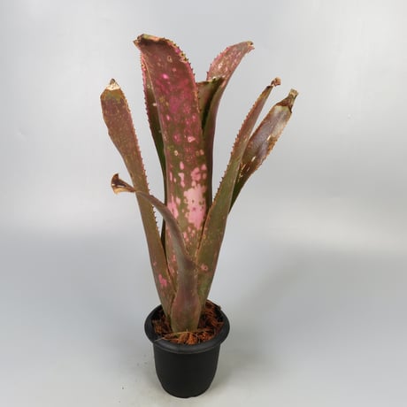 ビルベルギア | STORES