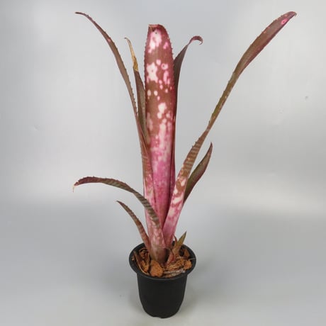 ビルベルギア | STORES