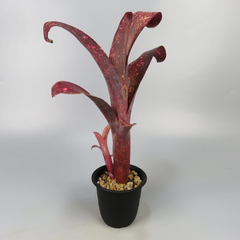 Billbergia 'Black Cherry'〔ビルベルギア〕B0253 Bill.Black Cherry【artPLANTs/PLANTS GARAGE】ビルベルギア