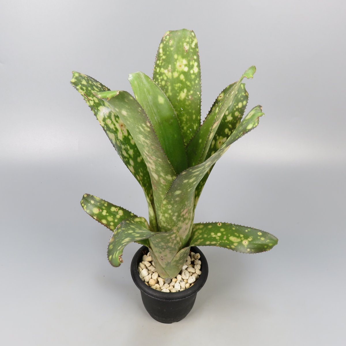 Billbergia 'Talbot Eve' | Panus Billbergia 'Talbot Eve' | Panus