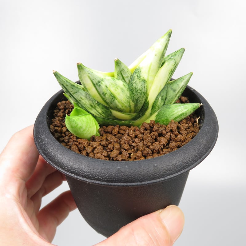 サンスベリア Sansevieria Bonny variegated サンスベリア Sansevieria Bonny variegated - メルカリ