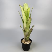 ブロメリア・エアープランツ Billbergia Talbot Eve Billbergia Talbot Eve – Andys Bromeliads