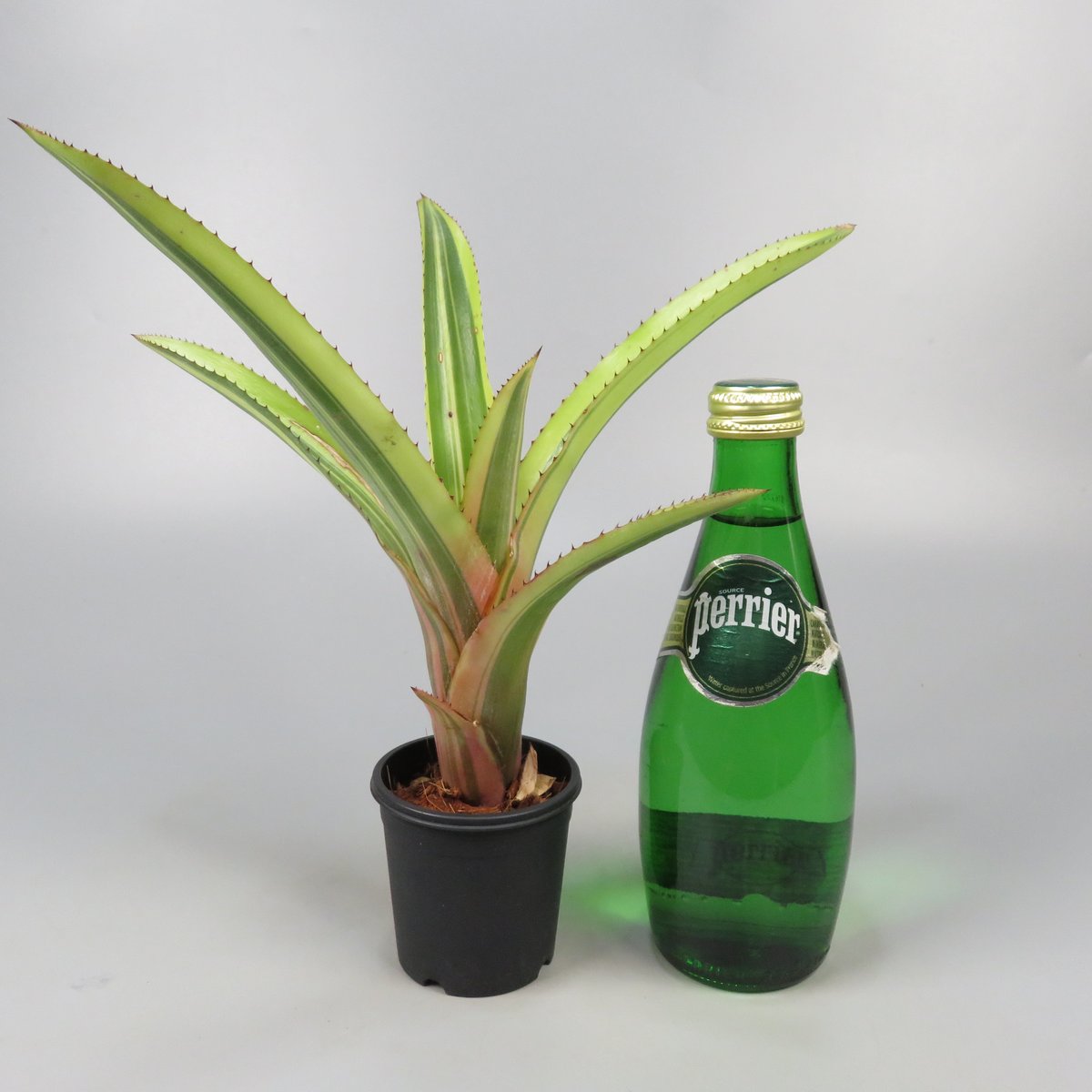 ブロメリア・エアープランツ Aechmea melodrama fit=scale-down,w=1200