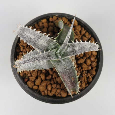 レア ディッキア Dyckia 'Fangus Whiteus' レア ディッキア Dyckia 'Fangus Whiteus' レア ディッキア