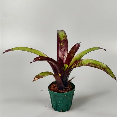 ブロメリア・エアープランツ Vriesea Hybrid Red Vriesea Hybrid Red ブロメリア・エアープランツ