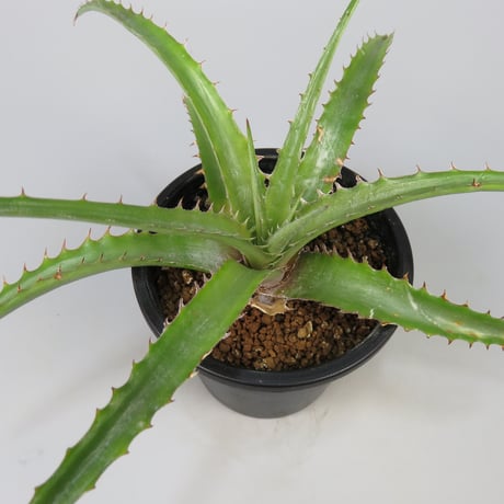 dyckia | STORES