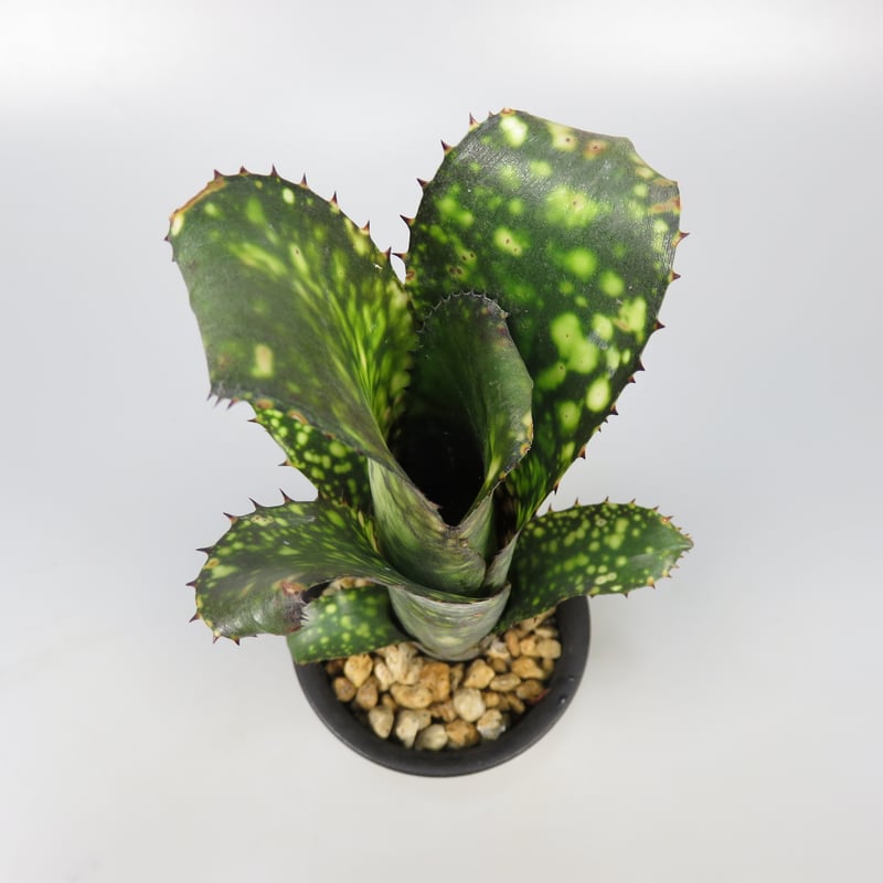 ブロメリア・エアープランツ Billbergia Hana hou 現品】ビルベルギア・ハナホウ Billbergia Hana Hou（Bill