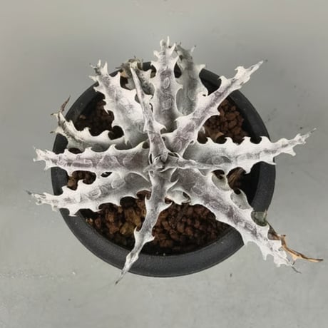 ディッキア　Dyckia OTTO-SL01　と M.O.N ×（・・・）セット ディッキア Dyckia OTTO-SL01 と M.O.N ×（・・・）セット