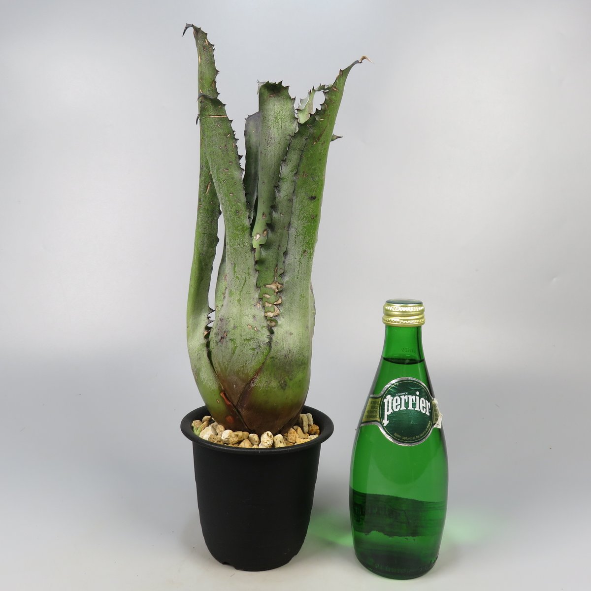 Hohenbergia Black Fujin | Panus