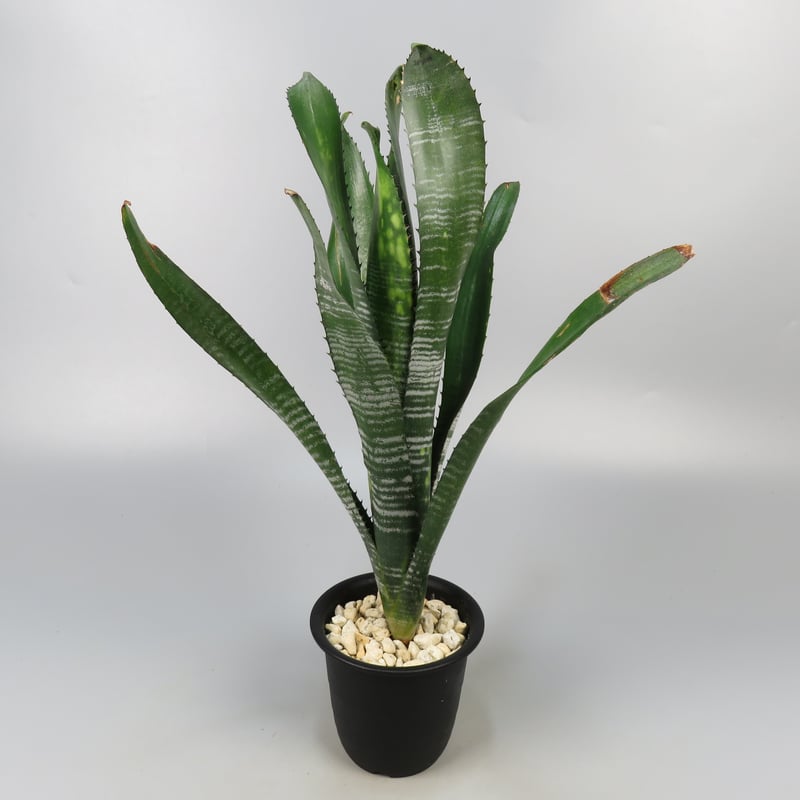 チ*コ様 ブロメリア　billbergia virginia ビルベルギア チ*コ様 ブロメリア billbergia virginia ビルベルギア