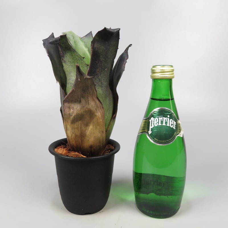 YAMA Hohenbergia leopoldo H DSなど2点 送料無料】 Hohenbergia leopoldo-horstii Black form
