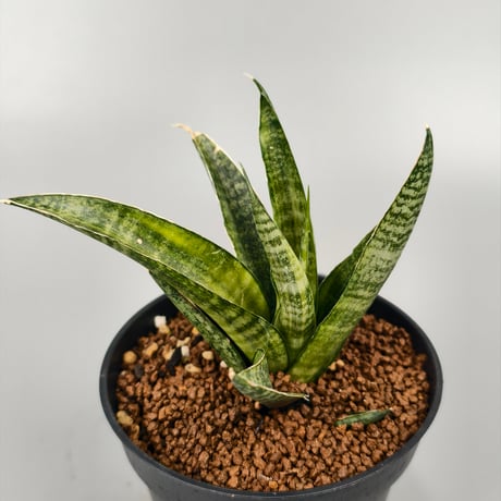 タンクブロメリア | STORES