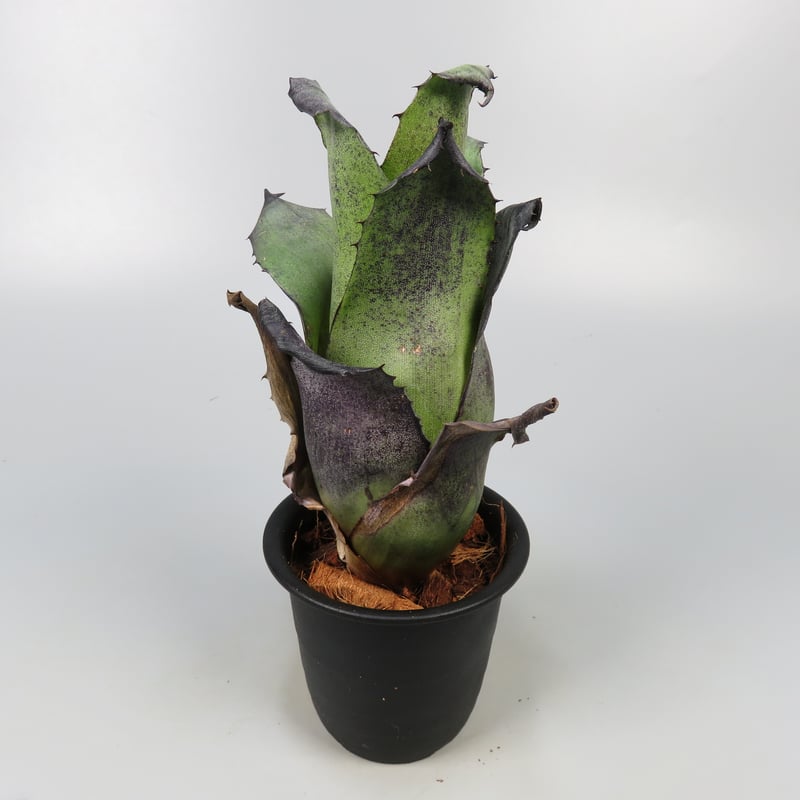 Hohenbergia leopoldo-horstii Black form | Panus