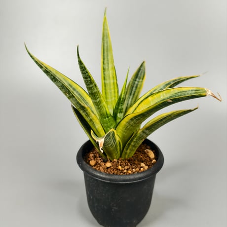 タンクブロメリア | STORES