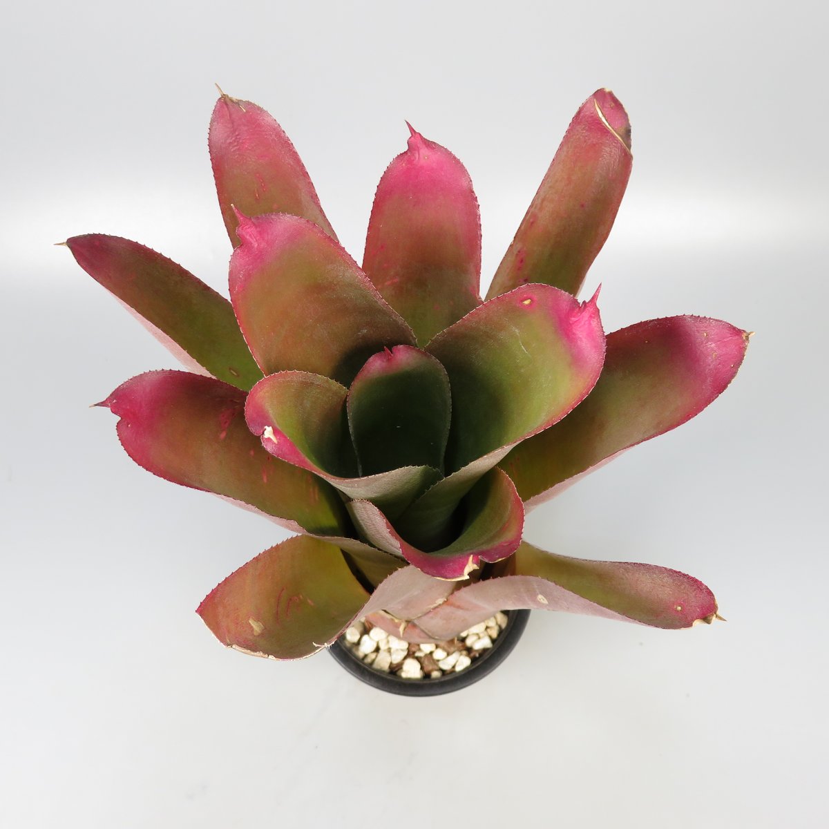 ブロメリア・エアープランツ Neoregelia Cruenta Rubra Neoregelia cruenta 'Rubra' | Panus
