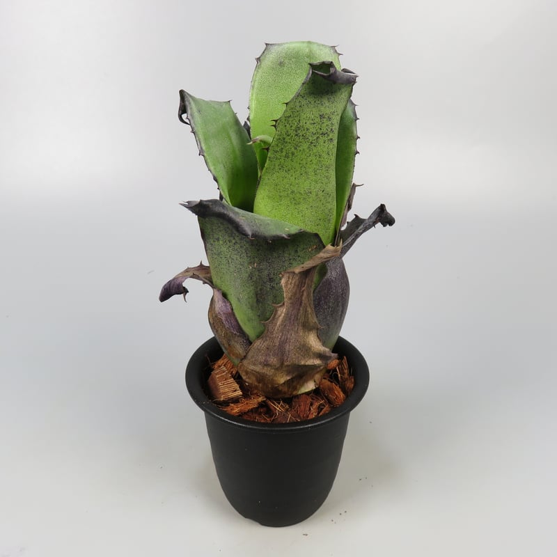 Hohenbergia leopoldo-horstii Black form | Panus