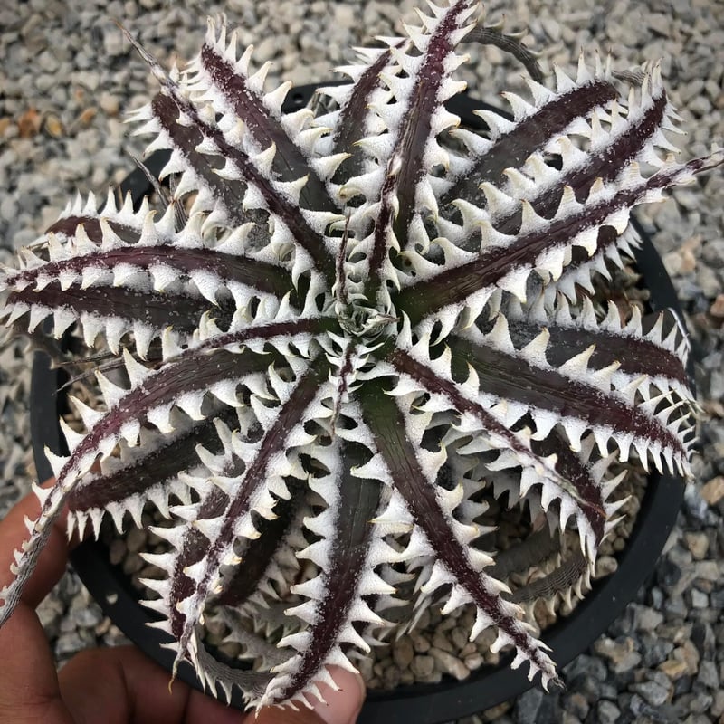 OTTO 新作　ディッキア　Dyckia 　Little Gargoile 送料無料】Dyckia 'Z'gok' × 'Little Wing' OTTO #ZL102