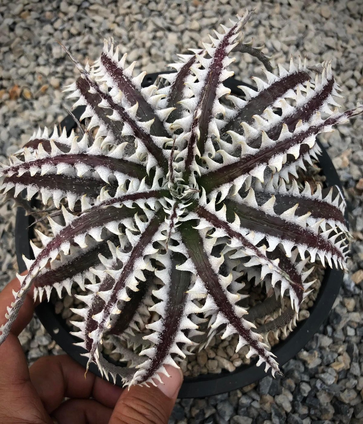 OTTO 新作　ディッキア　Dyckia 　Little Gargoile 送料無料】Dyckia 'Z'gok' × 'Little Wing' OTTO #ZL102