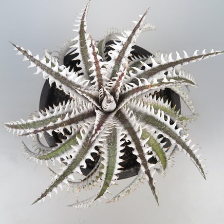 ディッキア Dyckia Code NW-26 Bill Baker ディッキア Dyckia Warren