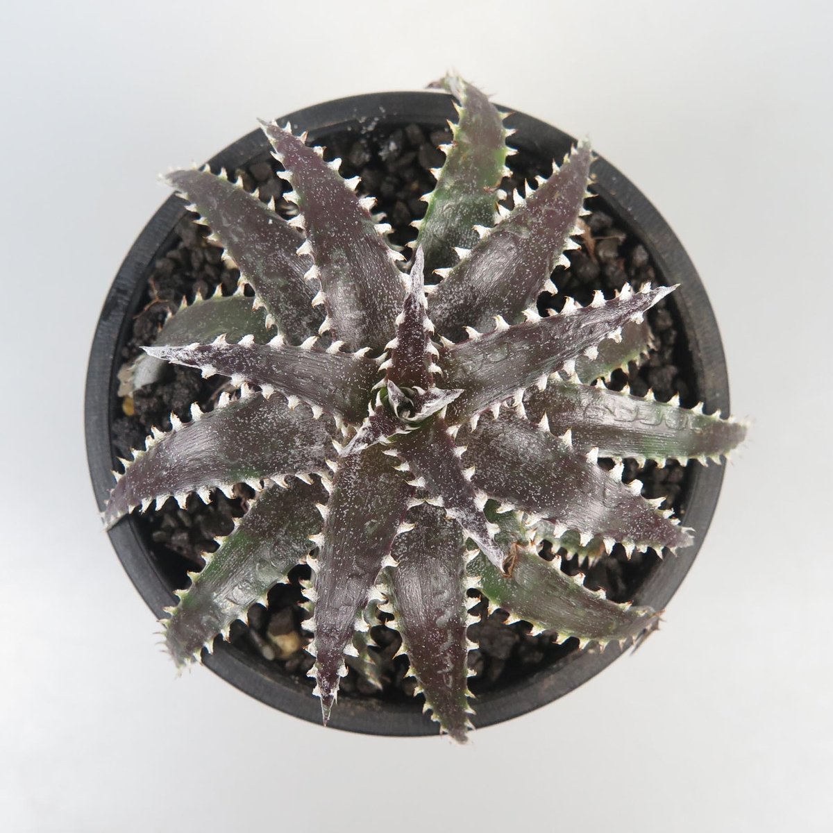 ディッキア Dyckia 'Advent Rising' ⑴ 【公式通販】