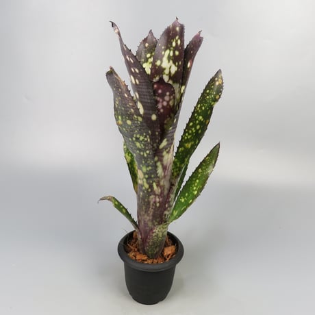 タンクブロメリア | STORES