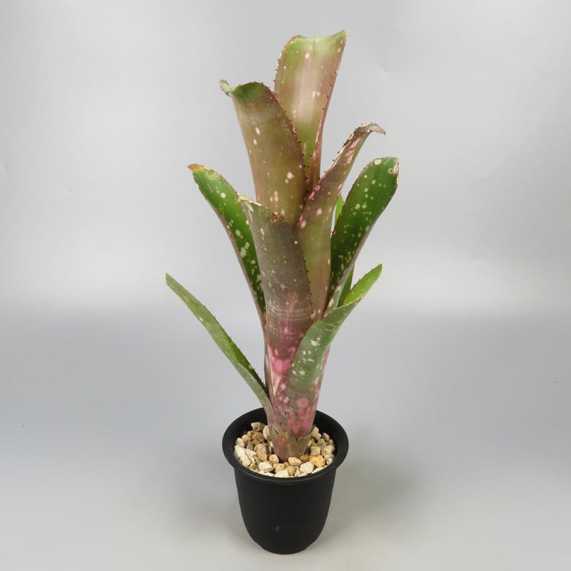 ブロメリア　billbergia toneprai big spine ブロメリア billbergia toneprai big spine