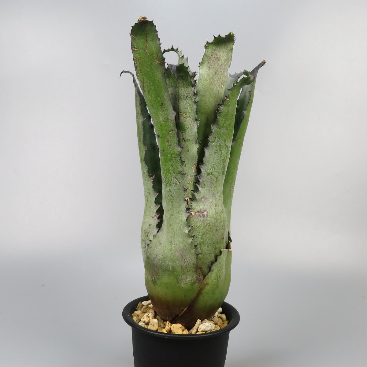 ブロメリア・エアープランツ Hohenbergia Black Fujin Hohenbergia Black Fujin | Panus