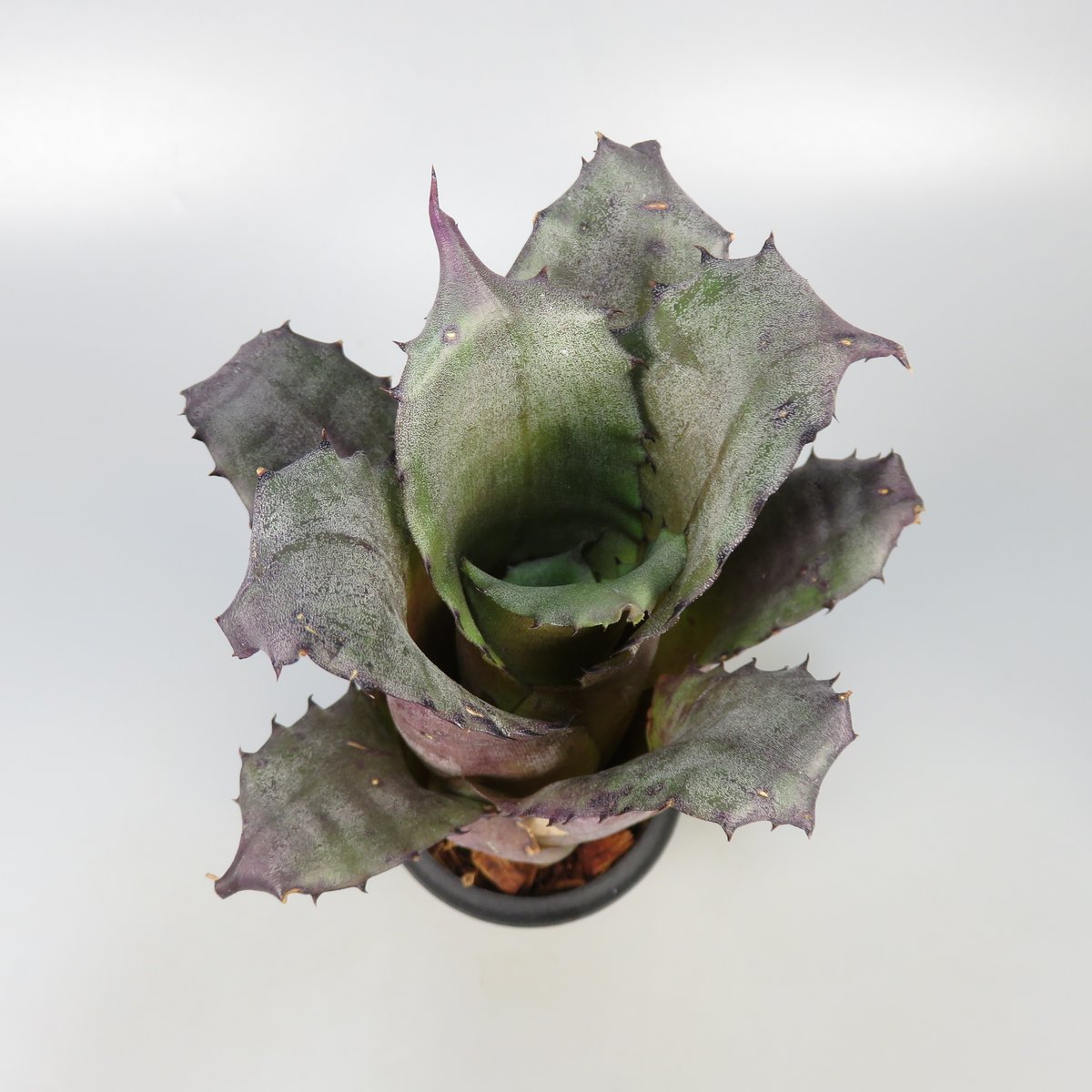 Hohenbergia leopoldo-horstii Hawaii form | Panus