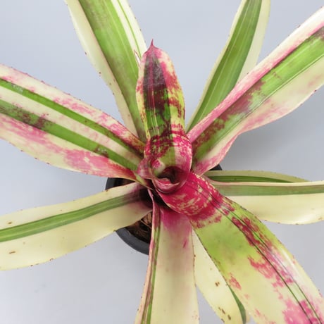 Neoregelia White Walker