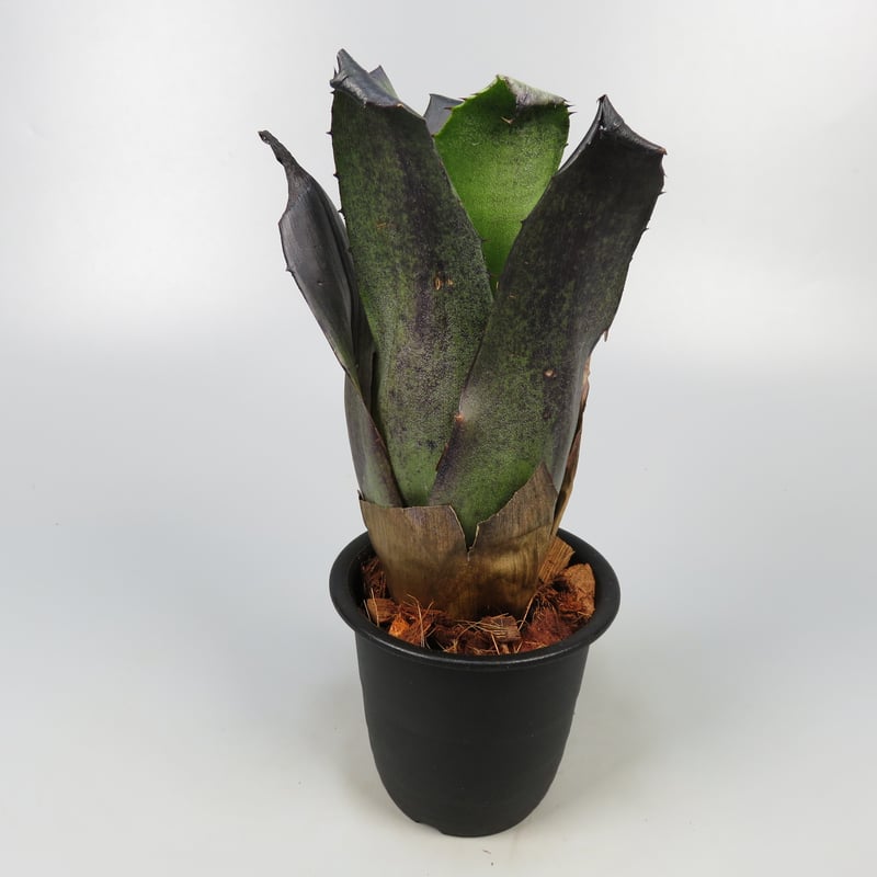 Hohenbergia leopoldo horstii DS 特大株 Hohenbergia leopoldo horstii DS 特大株 - メルカリ