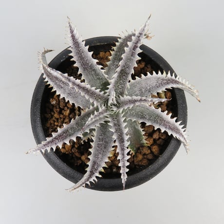 ブロメリア・エアープランツ Dyckia Tooth&Nail trackingcodeFMM ブロメリア・エアープランツ Dyckia Tooth&Nail trackingcodeFMM