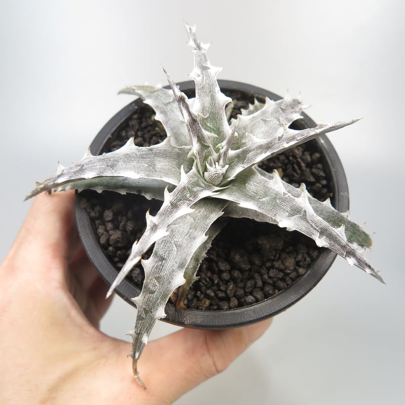 Dyckia ‘Santa Claus’ sueb Hyb ディッキア Dyckia 'Santa Claus' sueb Hyb ディッキア Dyckia Southernstar