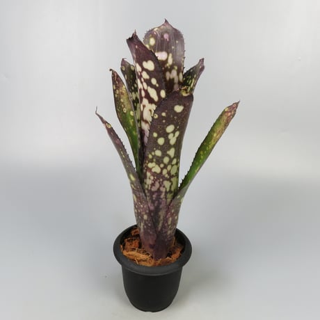 ビルベルギア | STORES