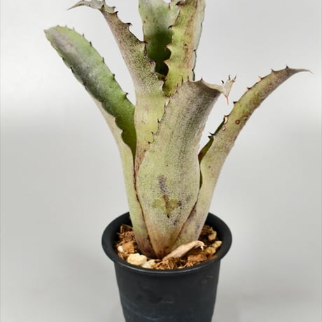 ブロメリア・エアープランツ Hohenbergia Sandra mountain Hohenbergia Sandra's Mountains【artPLANTs/PLANTS GARAGE