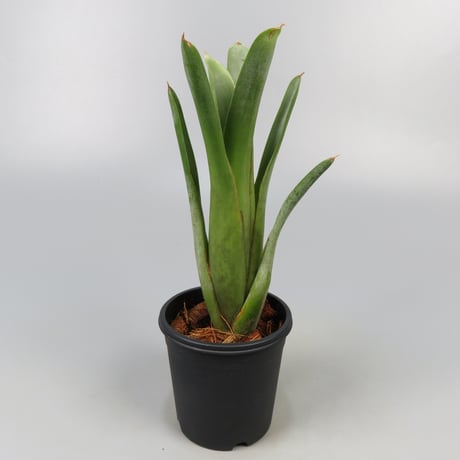 CATEGORY Neoregelia | Panus